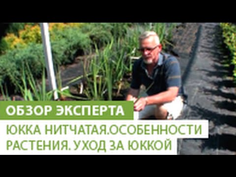 Юкка нитчатая.Особенности растения. Уход за юккой