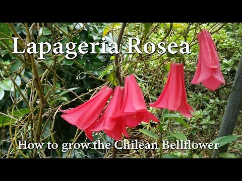 How to Grow Lapageria rosea - The Chilean Bellflower or &#039;Copihue&#039;