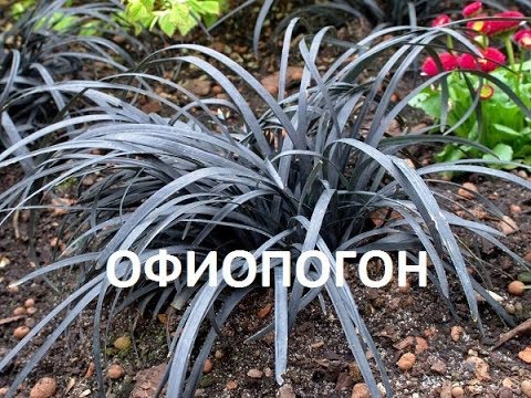 РЕДКОЕ РАСТЕНИЕ в наших садах-ОФИОПОГОН НИГРЕСЦЕНС\ Ophiopogon planiscapus Nigrescens\