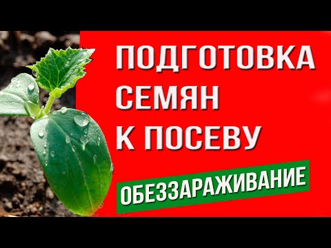 Подготовке семян к посеву. Обеззараживание семян. Способы протравливания семян.