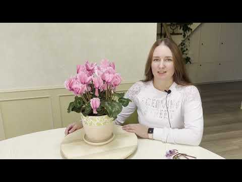 №66. 🌸Цикламен.🌸 Уход. Как добиться пышного и долгого цветения.