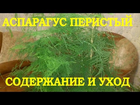 Аспарагус перистый, содержание и уход.