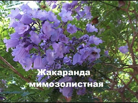 Жакаранда мимозолистная. Цветение- просто чудо, но стоит ли его ждать в домашних условиях ?