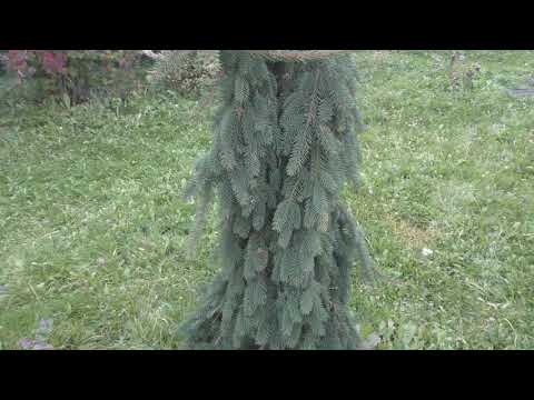 Две &quot;Инверсы&quot; ( Picea abies Inversa)