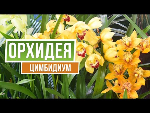 Орхидея цимбидиум 🌱 Garden Zoo