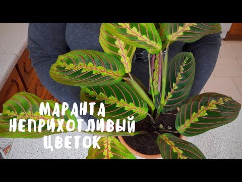 Маранта - неприхотливый домашний цветок. Мои цветы. Мой опыт.