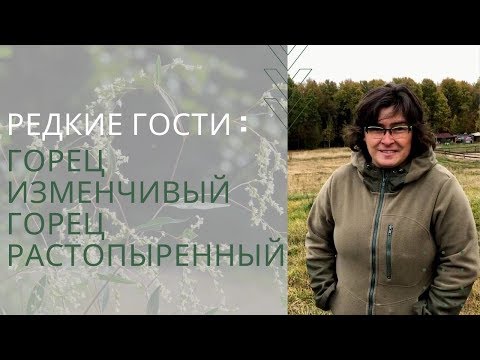 Редкие гости : горец изменчивый и горец растопыренный /Наталья Самойленко/