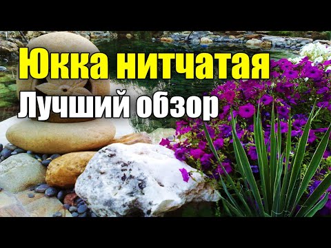 Юкка нитчатая Как выращивать? Уход, размножение, полив и применение в ландшафте.