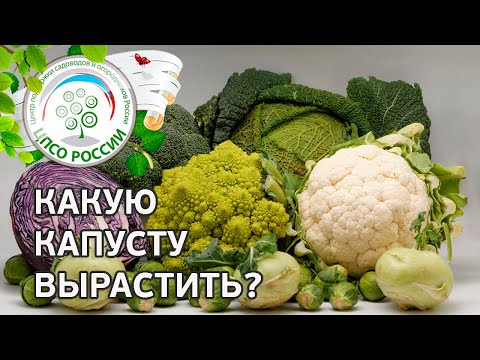 Капуста . Сорта и разновидности капусты.