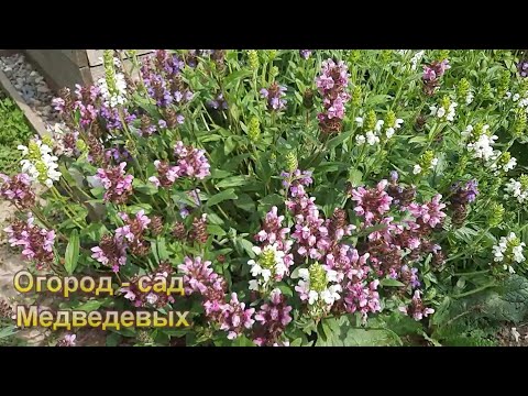 Редкий гость на наших клумбах - Черноголовка