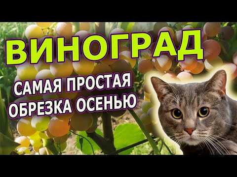 ПРОСТАЯ ОСЕННЯЯ ОБРЕЗКА ВИНОГРАДА. Как обрезать виноград ОСЕНЬЮ. Виноградарство. Обрезка винограда.