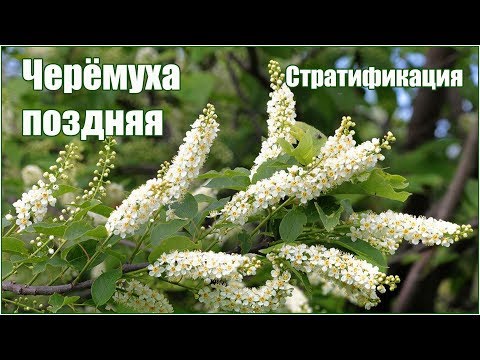 Черемуха поздняя - стратификация и посадка семян