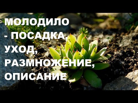 Молодило посадка и уход.