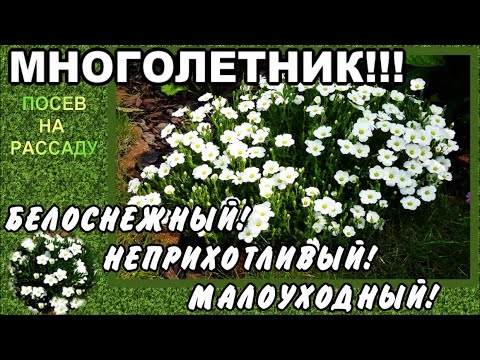 АРЕНАРИЯ! МНОГОЛЕТНИК! ПОСЕВ НА РАССАДУ