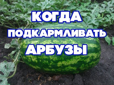 ПОДКОРМКА БАХЧЕВЫХ. КАК ВЫРАСТИТЬ АРБУЗ 20-30 КГ БЕЗ ХИМИЧЕСКИХ УДОБРЕНИЙ