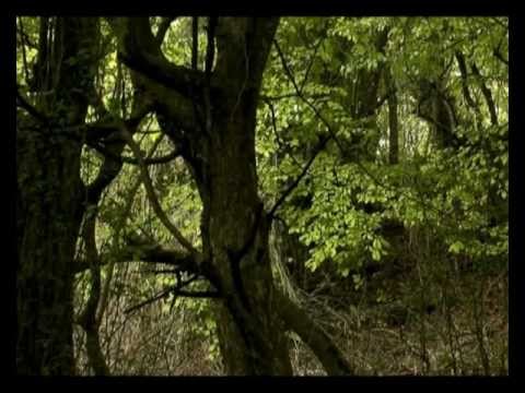 Лес из железного дерева. Гирканский национальный парк | Film Studio Aves