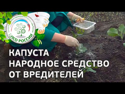 🥦 Борьба с вредителями капусты брокколи народными средствами. Чем обработать капусту брокколи.