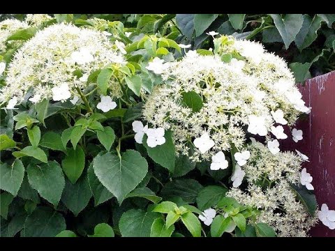 ГОРТЕНЗИЯ ЧЕРЕШКОВАЯ . Hydrangea petiolaris . Весенняя обрезка .