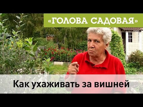 Голова садовая - Как ухаживать за вишней