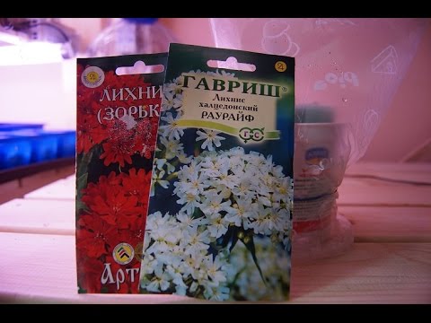 Сажаем ЛИХНИС ХОЛЦЕДОНСКИЙ ЧАСТЬ 1