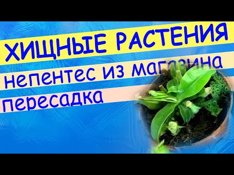 Непентес из магазина: пересадка в свежий грунт, уход. .