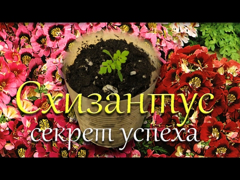 Схизантус. Секрет успеха.