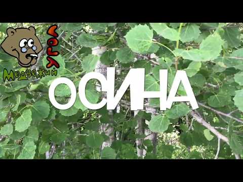 ОСИНА (Школа травоведения)