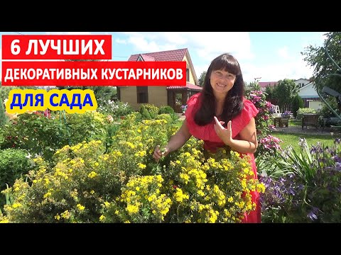 6 ЛУЧШИХ ДЕКОРАТИВНЫХ КУСТАРНИКОВ, цветущих все лето!