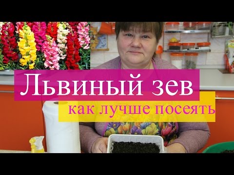 Львиный зев. Как лучше посеять, как правильно ухаживать.