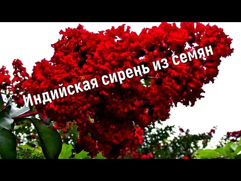 Лагерстремия - Индийская сирень посев семян в январе. Часть 1