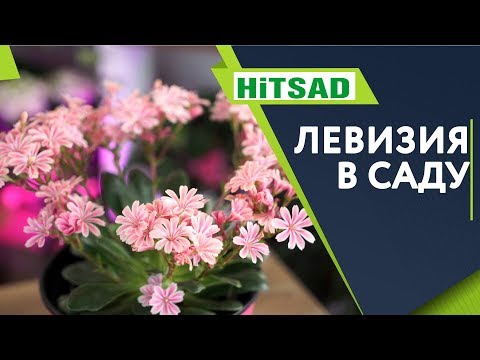 Левизия в Саду 🌺 Посадка и Уход 🌺 Советы От Хитсад ТВ