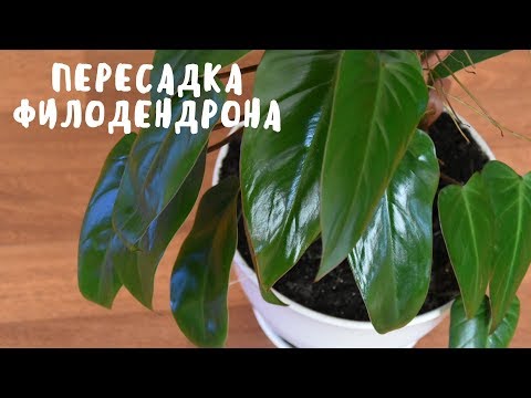 ПЕРЕСАДКА ФИЛОДЕНДРОНА. Мои цветы. Мой опыт.