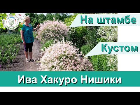 Ива Хакуро Нишики. Ландшафтный дизайн своими руками.