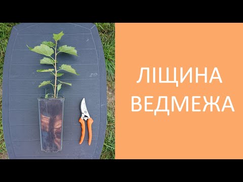 Ліщина ведмежа від А до Я. Corylus colurna