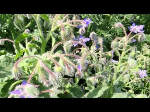 Медицинские травы. Бораго. Огуречная трава - Borago officinalis