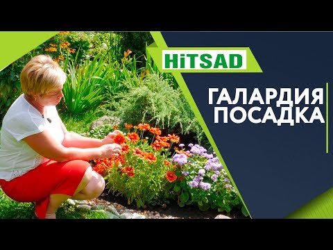 Прекрасная Галардия 🌺 Посадка и Уход 🌺 Советы От Хитсад ТВ