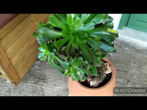 Эониумы 🍀моя коллекция! Aeonium my collection!