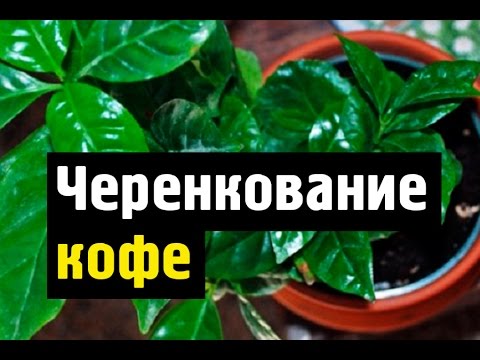 Кофейное дерево - неприхотливое и благодарное растение | Пикабу