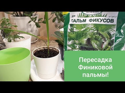 Как пересаживать Финиковую пальму? Правила ухода!