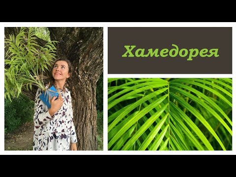 🌿 ХАМЕДОРЕЯ 🌿 уход за ПАЛЬМОЙ в домашних условиях