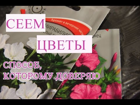 Способ, которому Доверяю! Сеем Цветы. Шток-Роза (Мальва). Мирабилис.