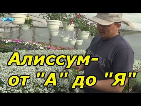 АЛИССУМ- ОТ ПОСЕВА ДО ЦВЕТЕНИЯ В ОДНОМ ВИДЕО!