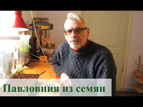 Павловния из семян