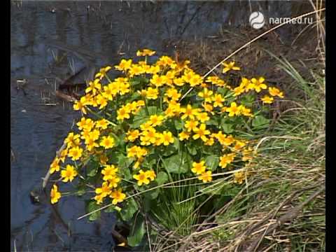 Калужница болотная фото и описание