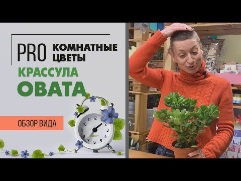 Крассула Овата - классическое денежное дерево | Толстянка