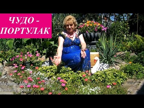 Портулак смесь цветов (10 семян)