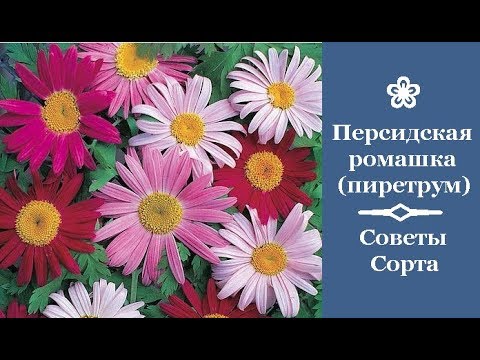 ❀ Персидская ромашка (пиретрум). Советы. Сорта