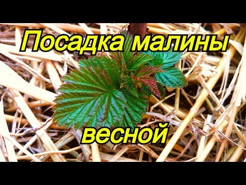 Посадка ремонтантной малины весной