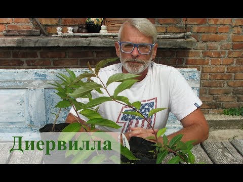 Диервилла