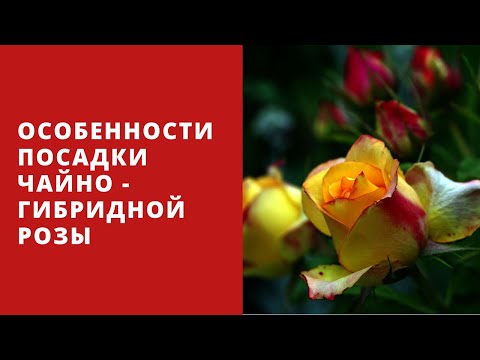 Особенности ПОСАДКИ ЧАЙНО-ГИБРИДНЫХ РОЗ в грунт ранней весной. На что обратить внимание